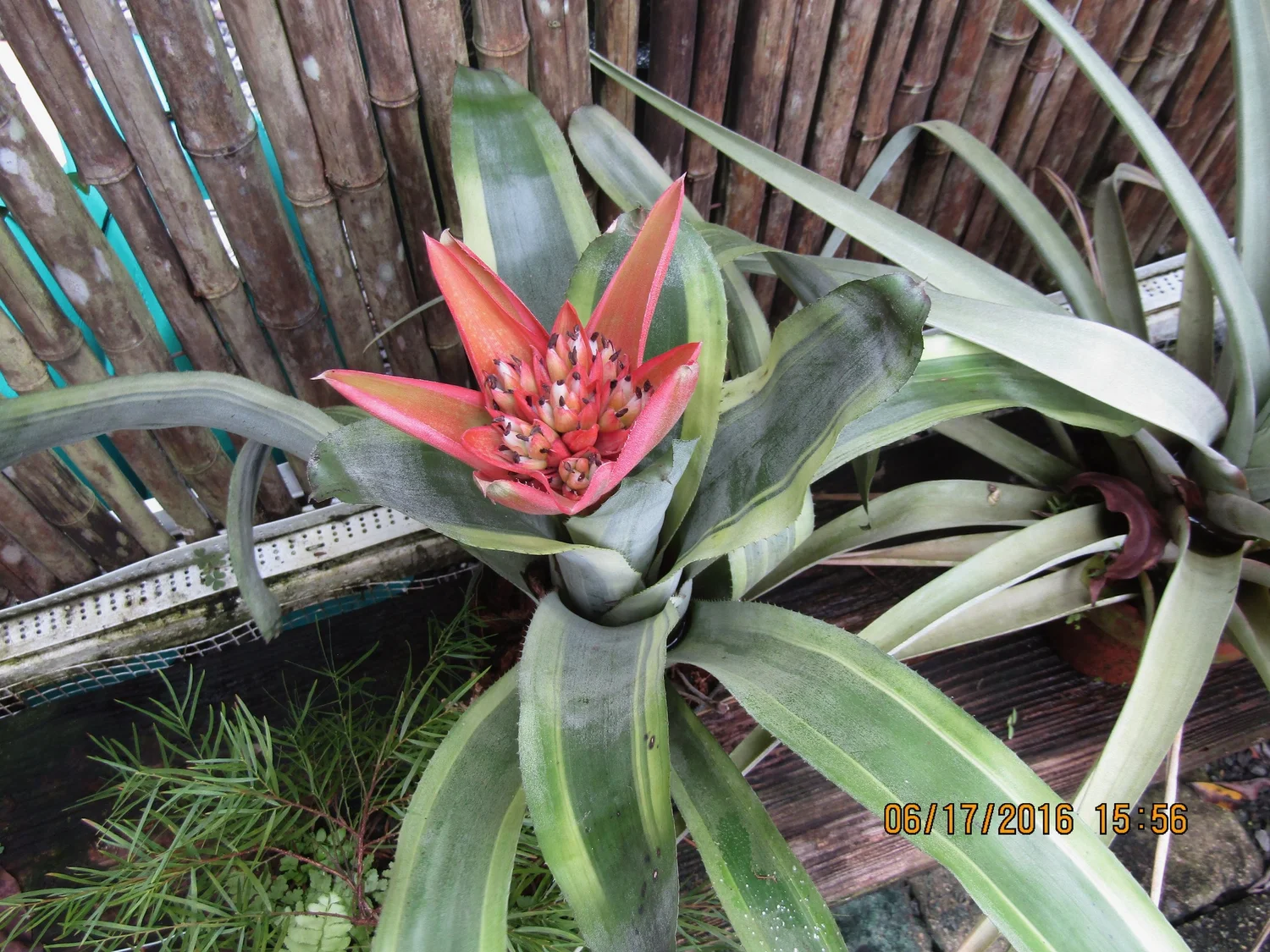 Canmea 'Galaxy' Albomarginata — Vintage Green Farms with Tom
